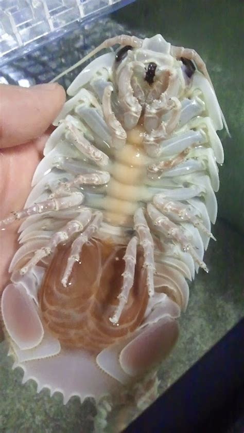 The Echinoblog: 5 EPIC Deep-Sea Giant Isopod (Bathynomus) Observations from JAPAN!