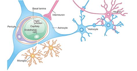 What Is Blood-brain Barrier Permeability- CUSABIO