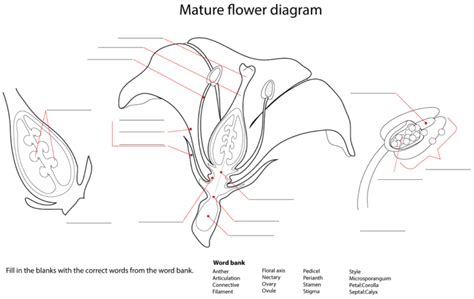 Diagrams of Flower Parts | 101 Diagrams