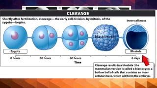 Comparative Anatomy of Vertebrates Chapter 5 Early Craniate Morphogenesis | PPT