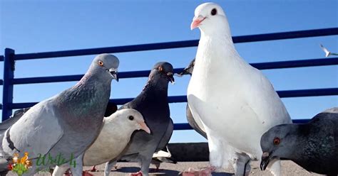 Albino Pigeon: rare pigeon and beautiful pigeon