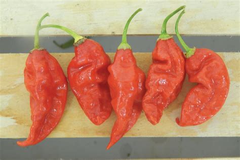 Trinidad Scorpion Butch T, Pepper Seeds | Urban Farmer