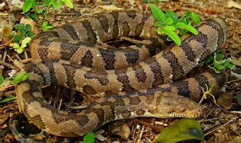 Mona Island Boa (Chilabothrus monensis) | Reptiles, Island, Species