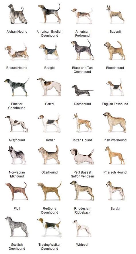 Hound dog breeds, Akc dog breeds, Dog breeds chart