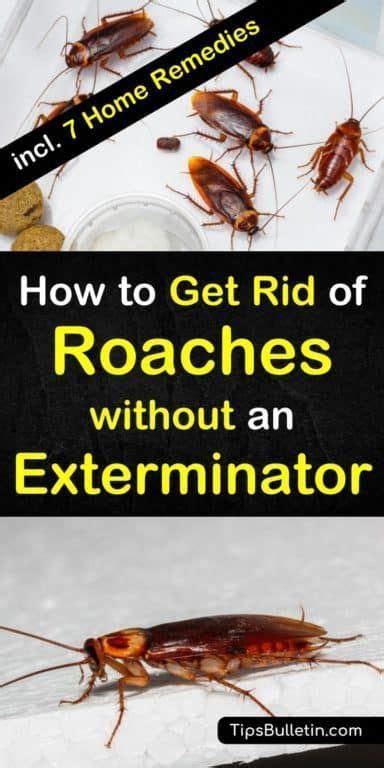 Try these 8 home remedies for how to get rid of roaches without an exterminator. These DIY ...