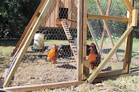 Predator Proof Chicken Coop Essentials You Need To Know - From Scratch Farmstead