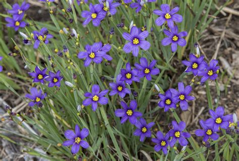 Sisyrinchium angustifolium 'Lucerne' | Stonehouse Nursery