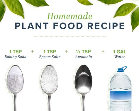 Homemade Plant Food to Keep Your Plants Happy | ProFlowers