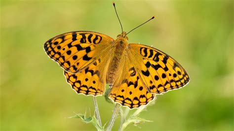 Endangered butterfly species records 10-year high - BBC News