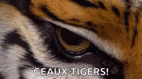 Geaux Tigers Lsu GIF - Geaux Tigers Lsu Mike The Tiger - Discover ...