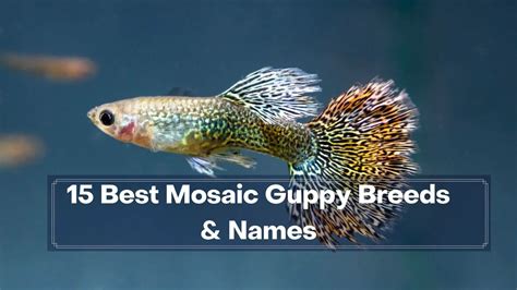 15 Best Mosaic Guppy Breeds and Names - Guppy Fish Care