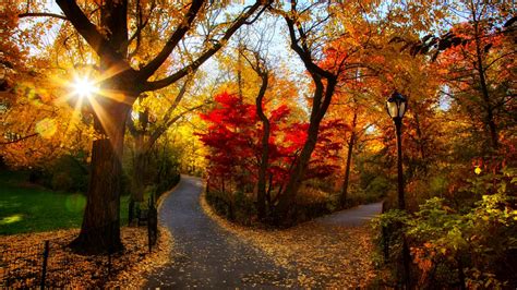 Fond d'écran : lumière du soleil, paysage, forêt, la nature, route, la photographie, Matin ...