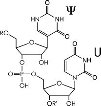 RNA primary structure with Ψ and U residues; note the C-glycosidic bond... | Download Scientific ...