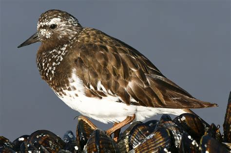 Black Turnstone | Oregon Birding Association