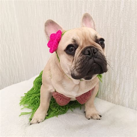 best french bulldog halloween costumes | french costumes | pet costume – Frenchiely