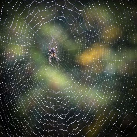 HD wallpaper: close up photo of barn spider with web and water dew ...