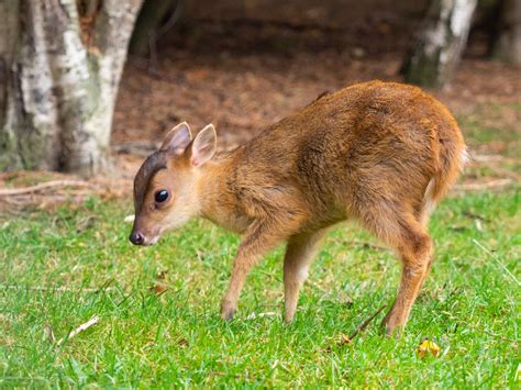 Muntjac Deer - The British Deer Society