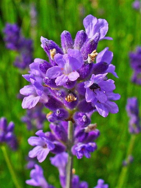 Khasiat dan Manfaat Bunga Lavender (Lavandula afficinalis syn.L. angustifolia) | Tanaman Herbal