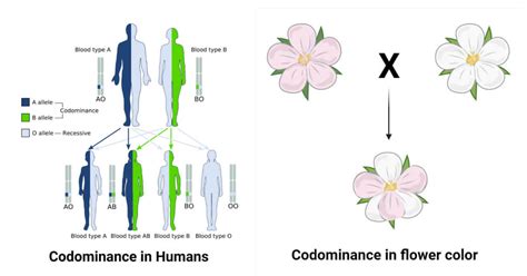 Codominance- Definition, Examples in Animals, Humans, Plants