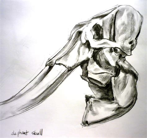 Elephant Skull by Montaneous on DeviantArt