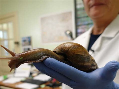 Florida officials plan to eradicate giant African land snails, again : NPR