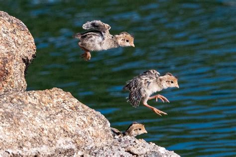 Baby Quail | Smithsonian Photo Contest | Smithsonian Magazine