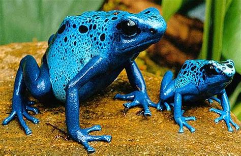 Poison Dart Frogs - The Most Poisonous of All Animals | Animal Pictures and Facts | FactZoo.com