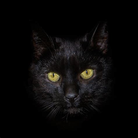 Premium Photo | Portrait of black cat