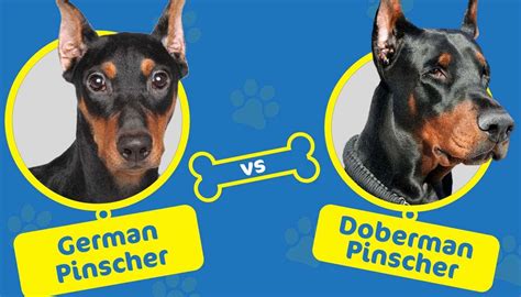 German Pinscher vs Doberman Pinscher: What’s the Difference? | Hepper