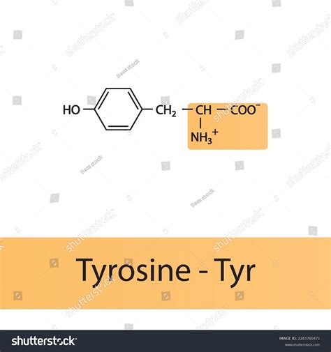 Tyrosine Tyr Y Amino Acid Structure Stock Vector (Royalty Free) 2283760471 | Shutterstock