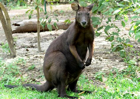 Black Wallaroo - Territory Wildlife Park