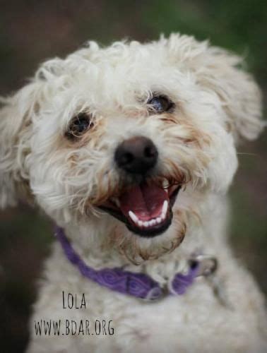 #WYOMING ~ meet Lola--available for #adoption at BLACK DOG ANIMAL ...