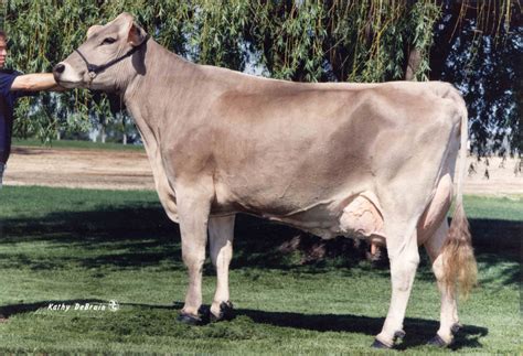 Types Of Cows – DairyPesa