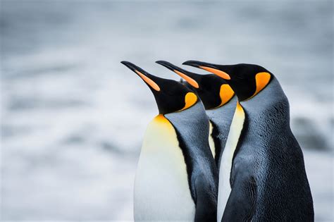 Download King Penguin Bird Animal Penguin HD Wallpaper