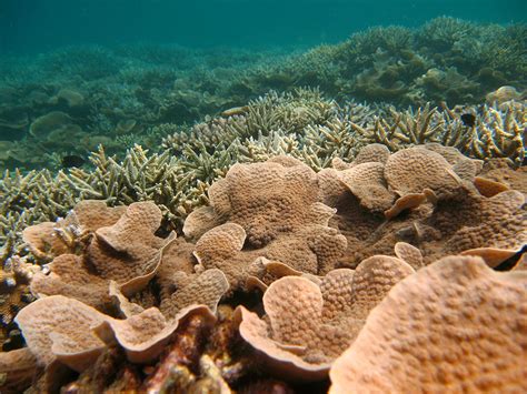 As Lakshadweep braces for a monstrous El Niño, here's what happened 18 ...