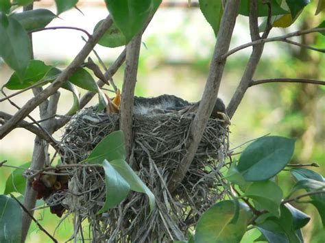 American Robins Nesting: Everything You Need to Know - The Wildlife Quest