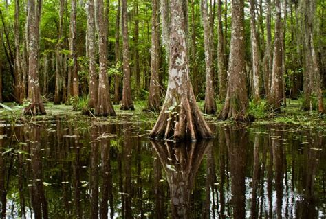 Environmental Planning: Ecology, hydrology, geotechnical engineering/geology, and long term ...