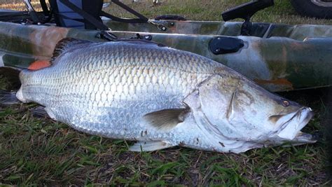 Lake Tinaroo tournament targets big dam fish | Cairns Post