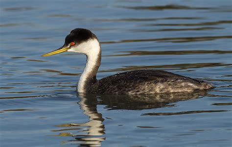 Western Grebe "Aechmophorus occidentalis" | Boreal Songbird Initiative