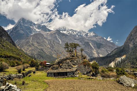 Trektocht Zuid Noord Kangchenjunga Nepal | Snow Leopard