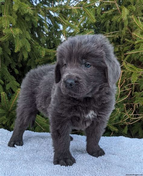 Are Newfoundlands Easy To Train