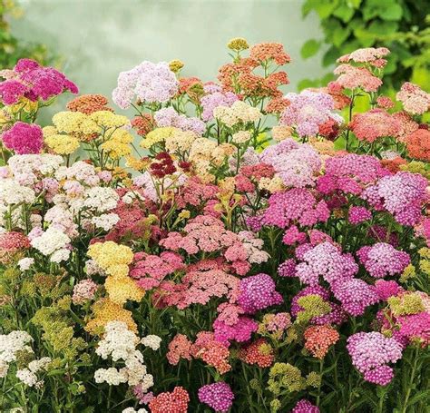 Yarrow Colors