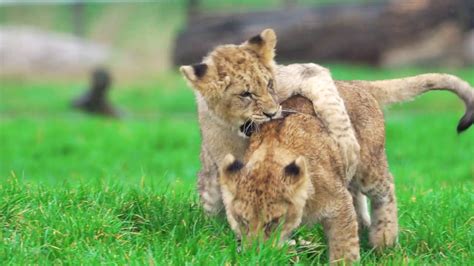 Adorable Lion Cubs Playing on Safari - YouTube