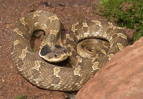 Eastern Hognose snake showing the cobra like flaring of the neck activated when it is excited ...