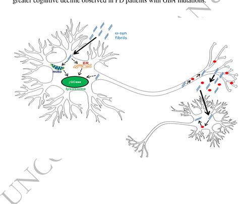 Figure 6 from Glucocerebrosidase deficiency promotes release of α-synuclein fibrils from ...