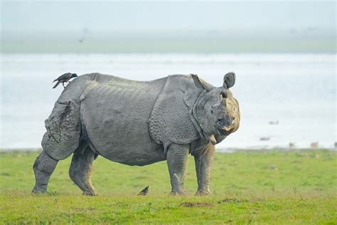 Indian Rhinoceros Bull – Vulnerable Species - Nature Photo Prints