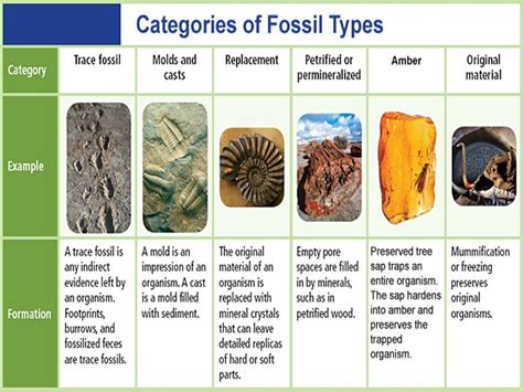 Fossils Identification Chart