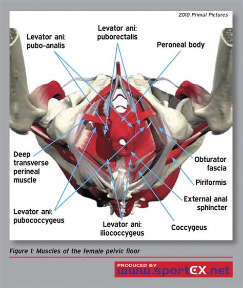 Muscles of the female pelvic floor | Flickr - Photo Sharing!