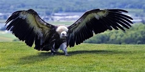 Argentavis - the largest flying bird in the history | DinoAnimals.com ...