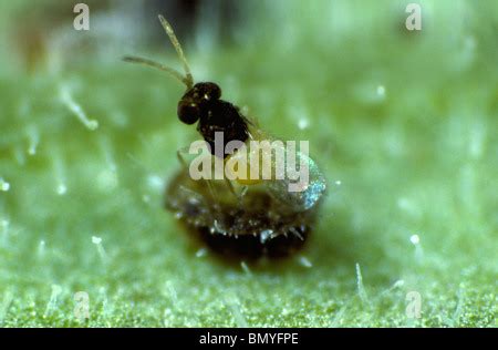 A parasitoid wasp (Encarsia formosa) among parasitised glasshouse ...